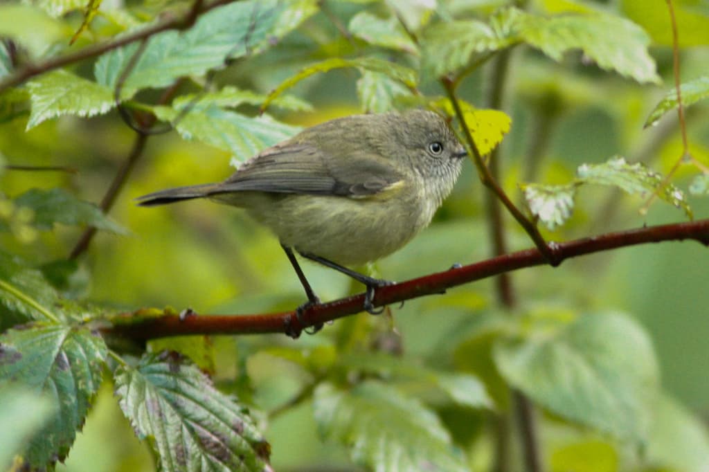 Mountain Thornbill