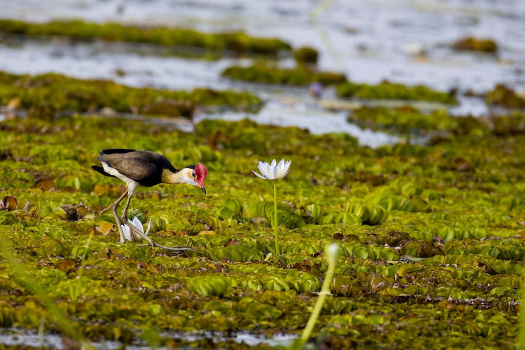 Comb-crested Jacana