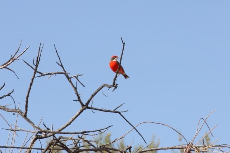 Crimson Chat