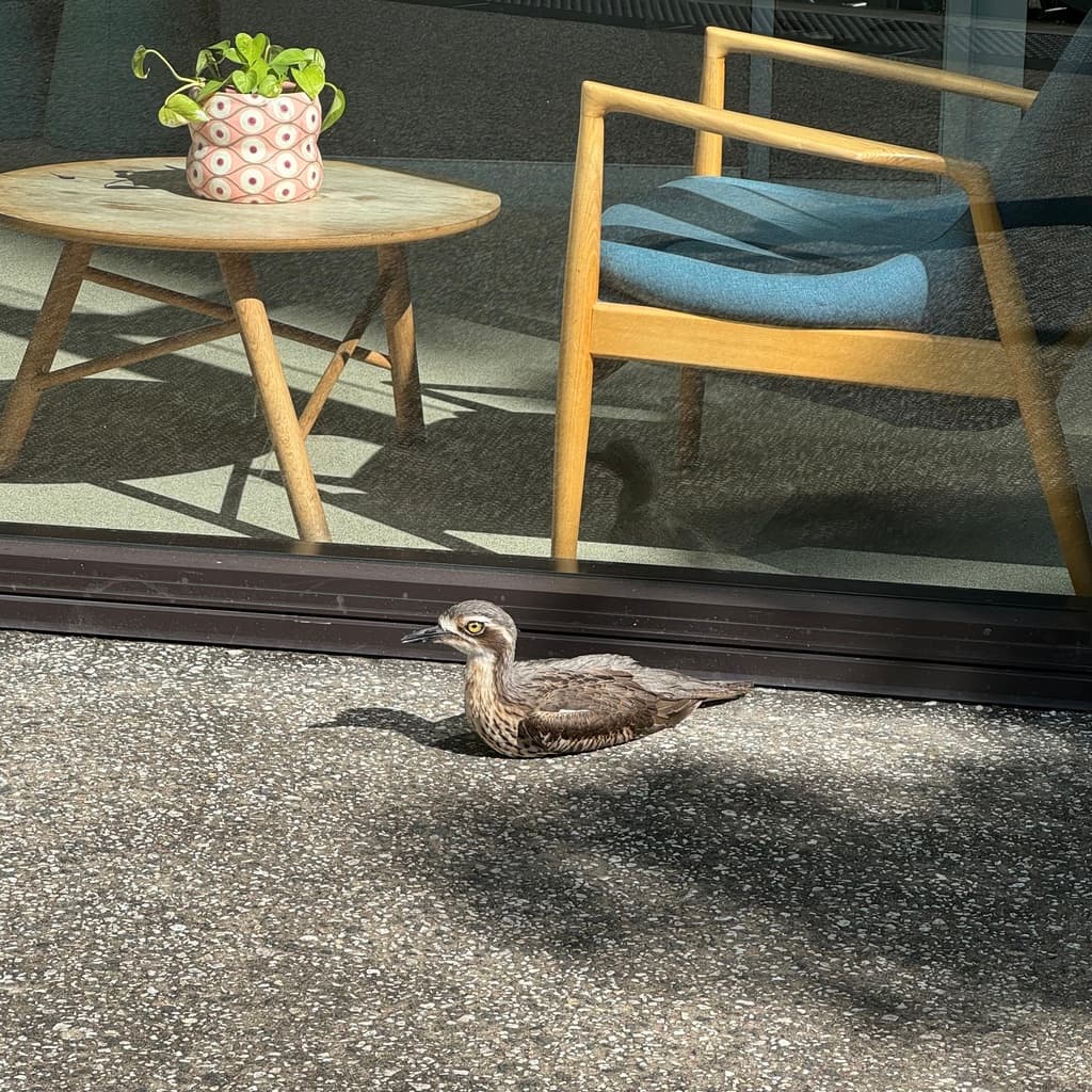 Bush Stone-curlew