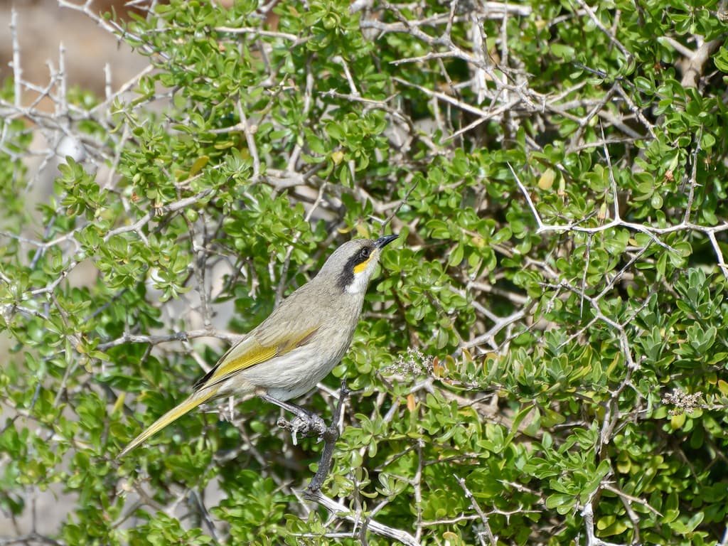 Singing Honeyeater
