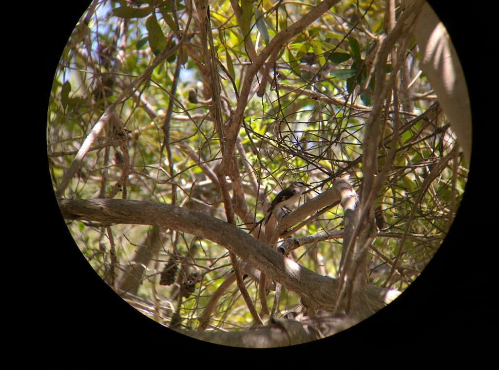 White-browed Robin
