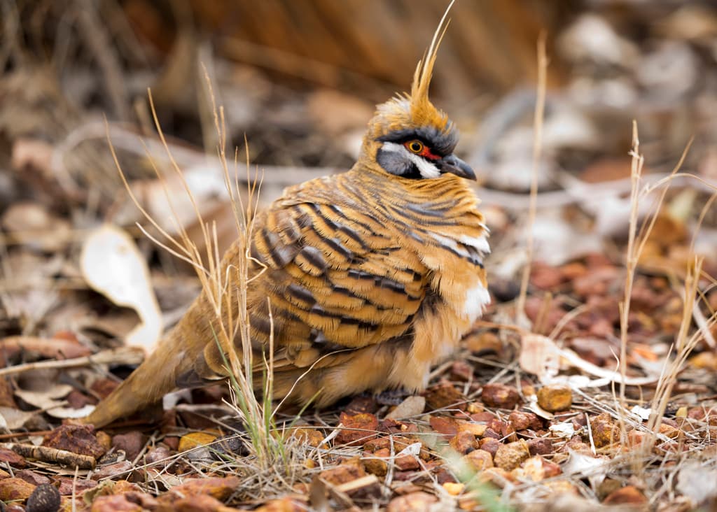 Spinifex Pigeon