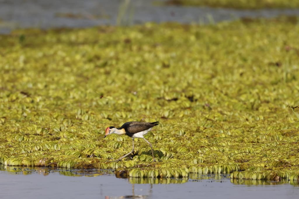 Comb-crested Jacana