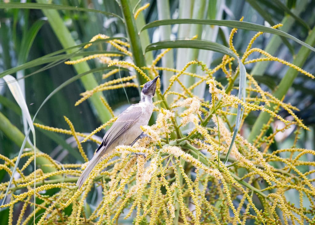 Little Friarbird
