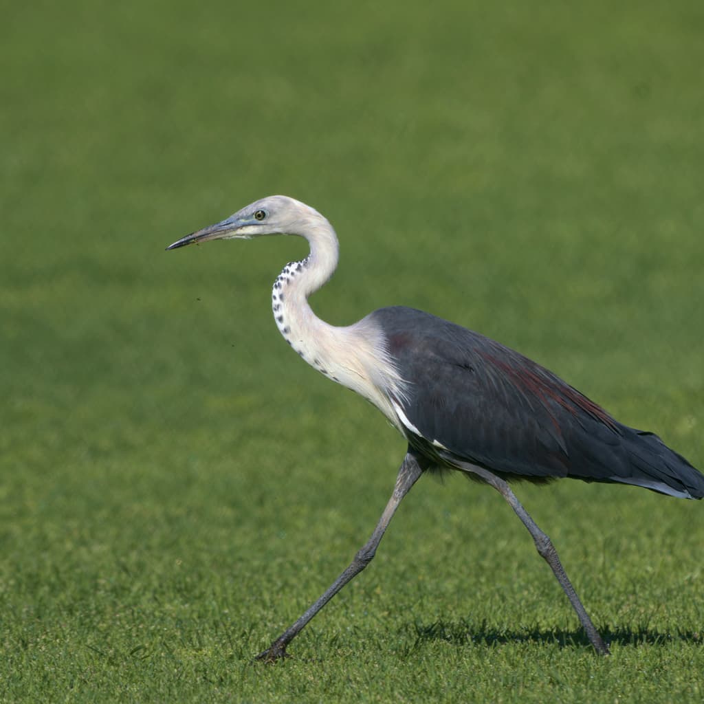 White-necked Heron