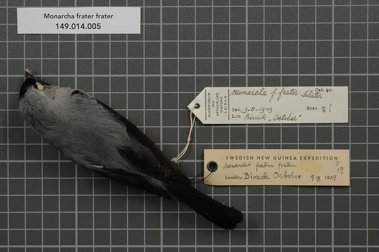 Black-winged Monarch