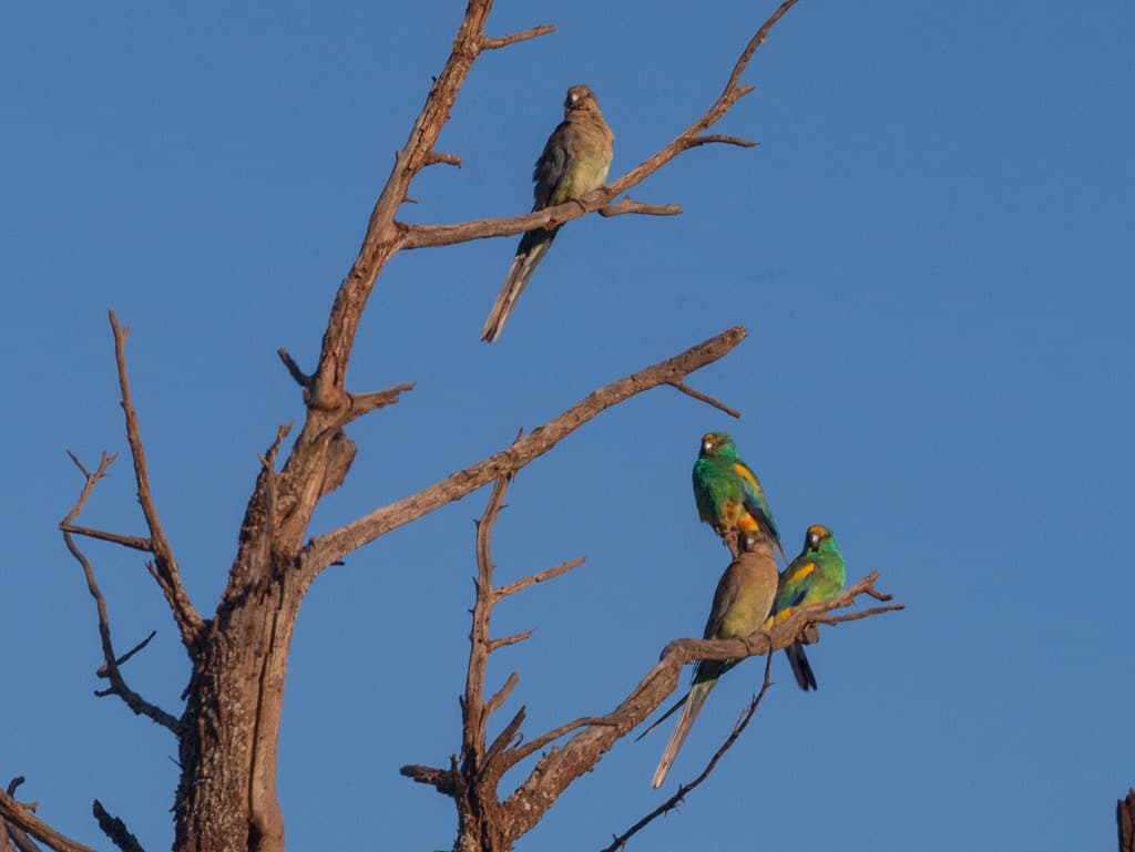 Mulga Parrot