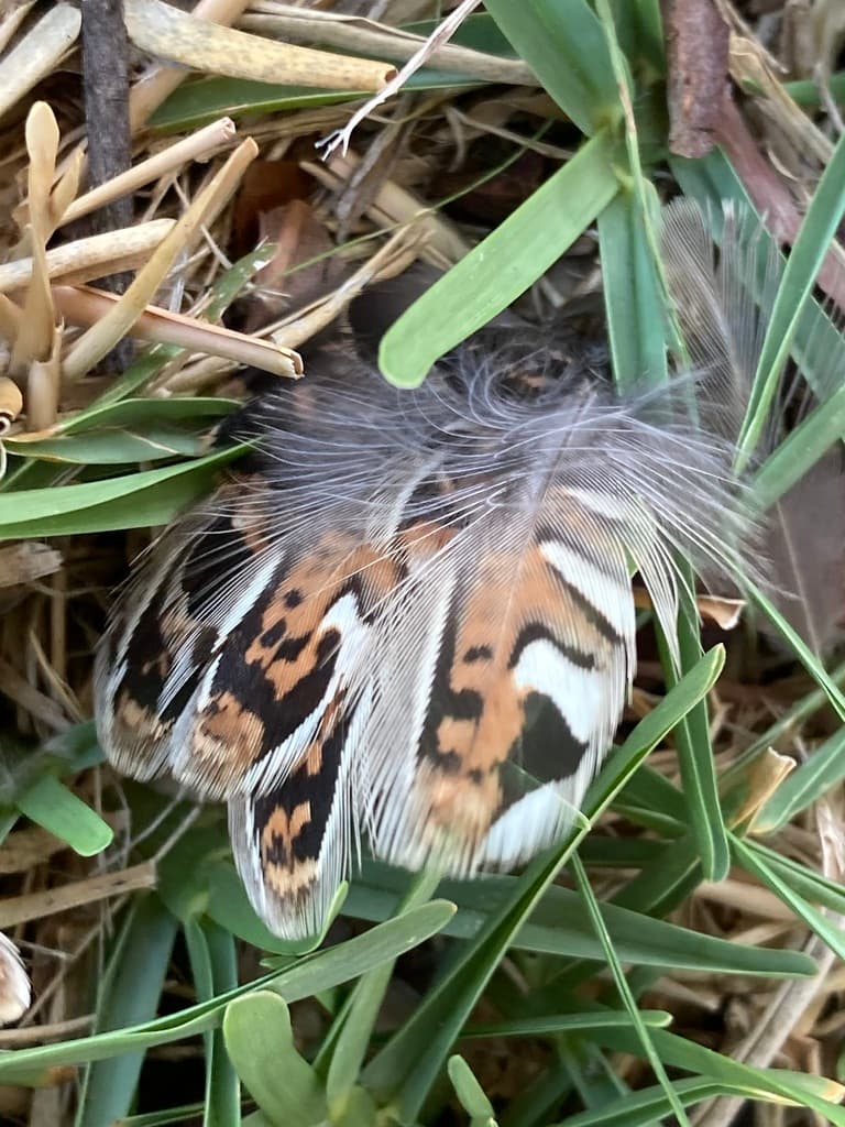 Painted Buttonquail
