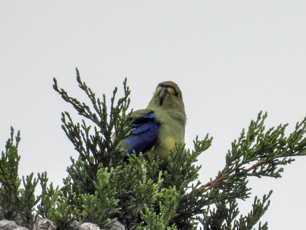 Blue-winged Parrot