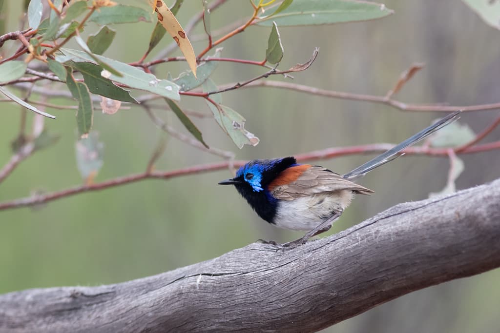 Purple-backed Fairywren