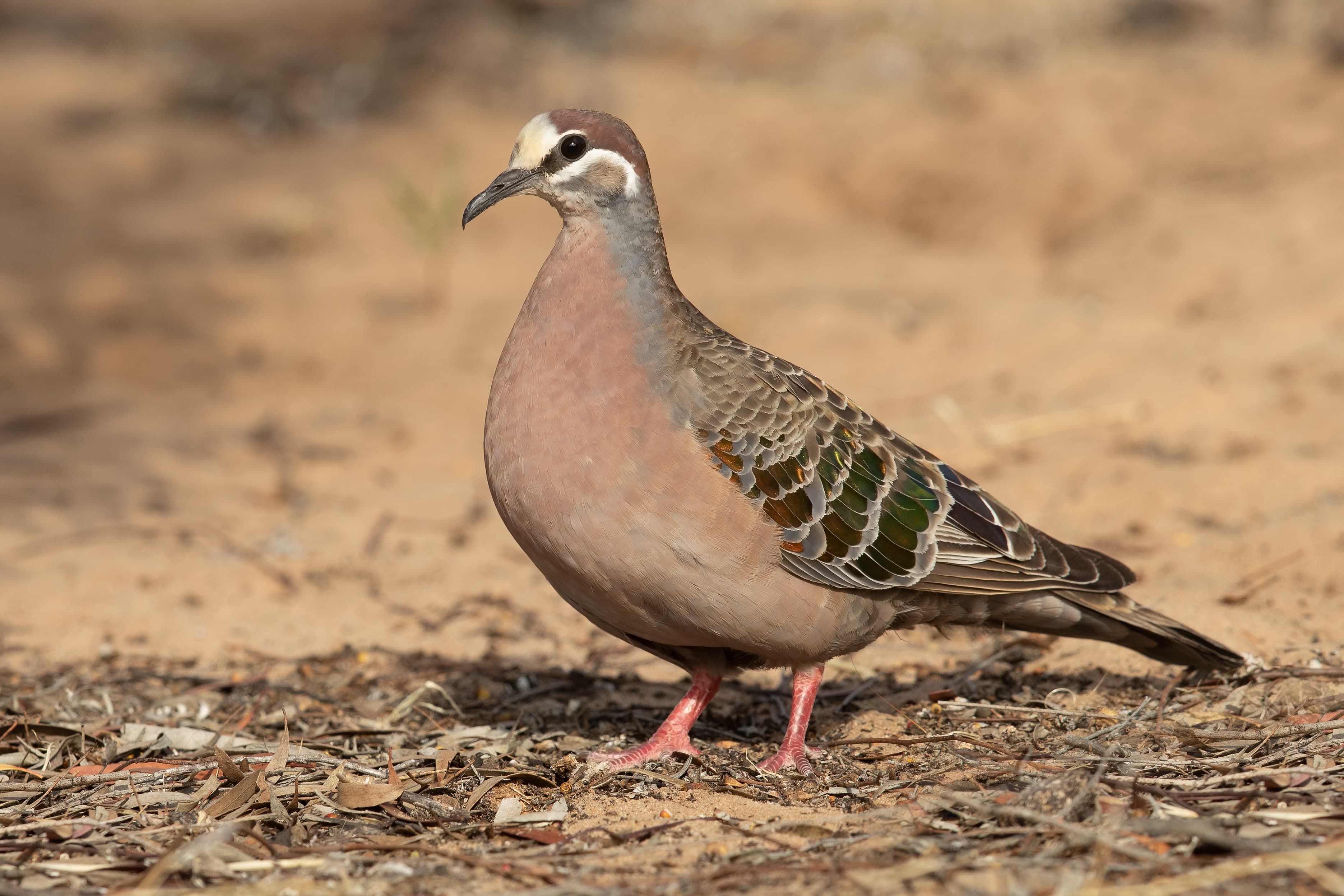Common Bronzewing