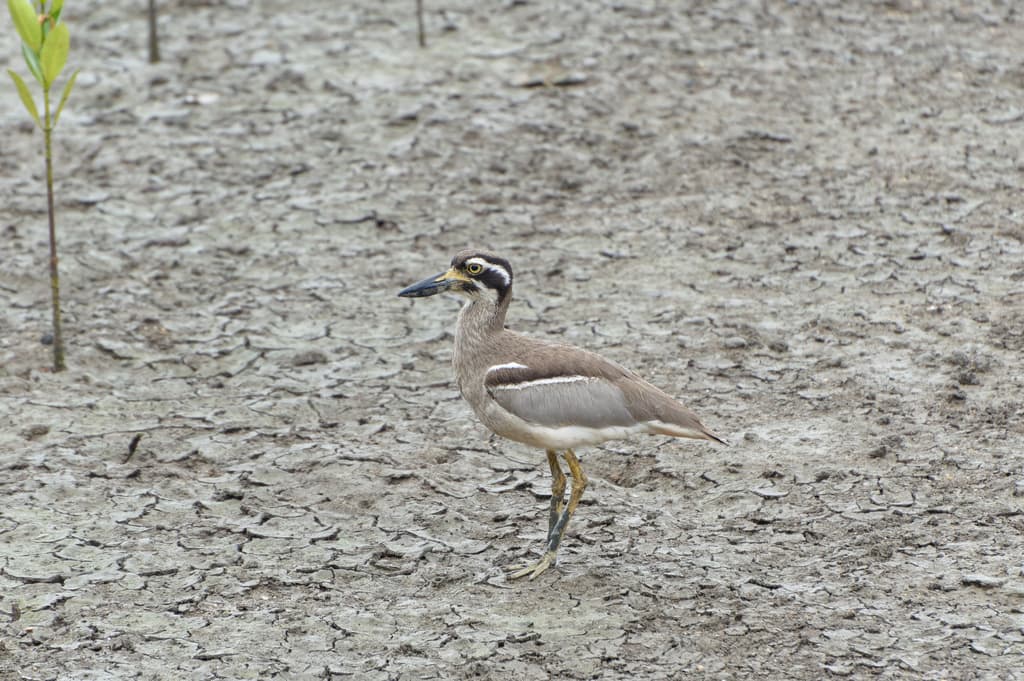 Beach Stone-curlew