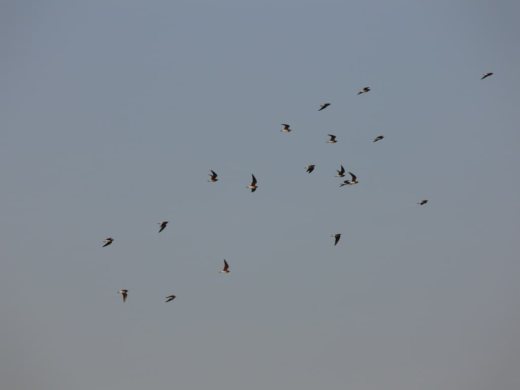 Oriental Pratincole