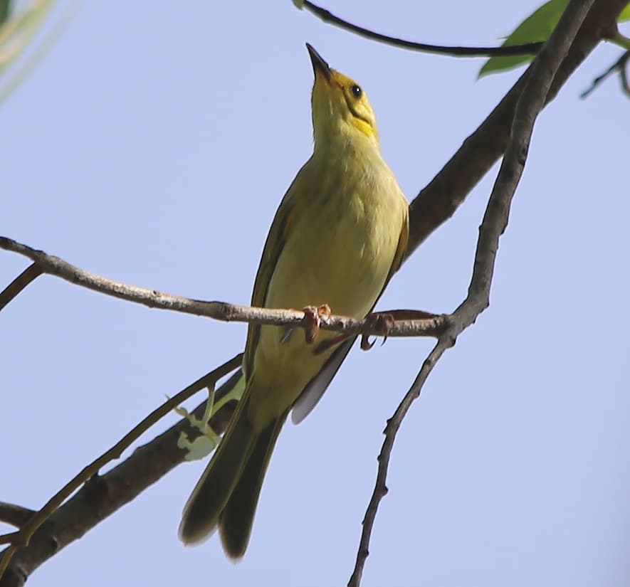 Yellow-tinted Honeyeater