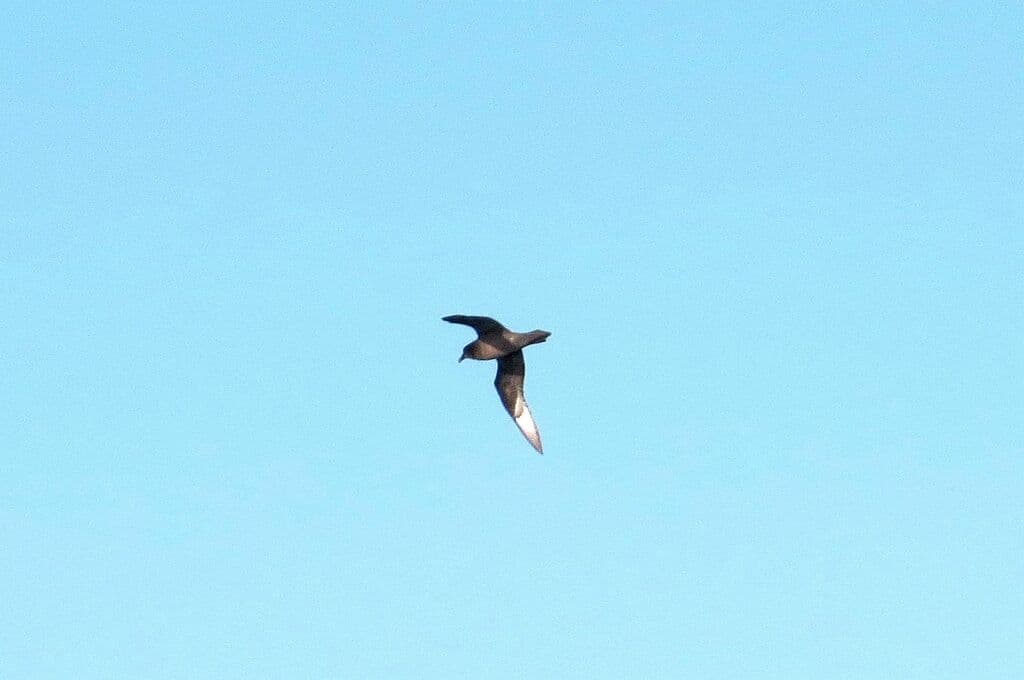 Providence Petrel