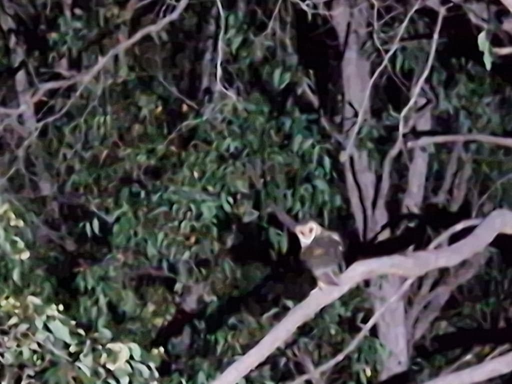 Australian Masked Owl