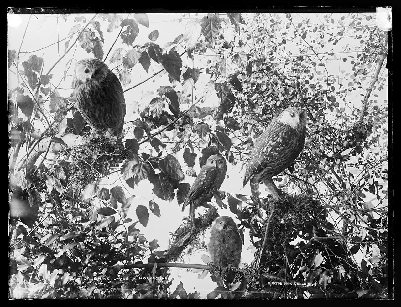 Morepork
