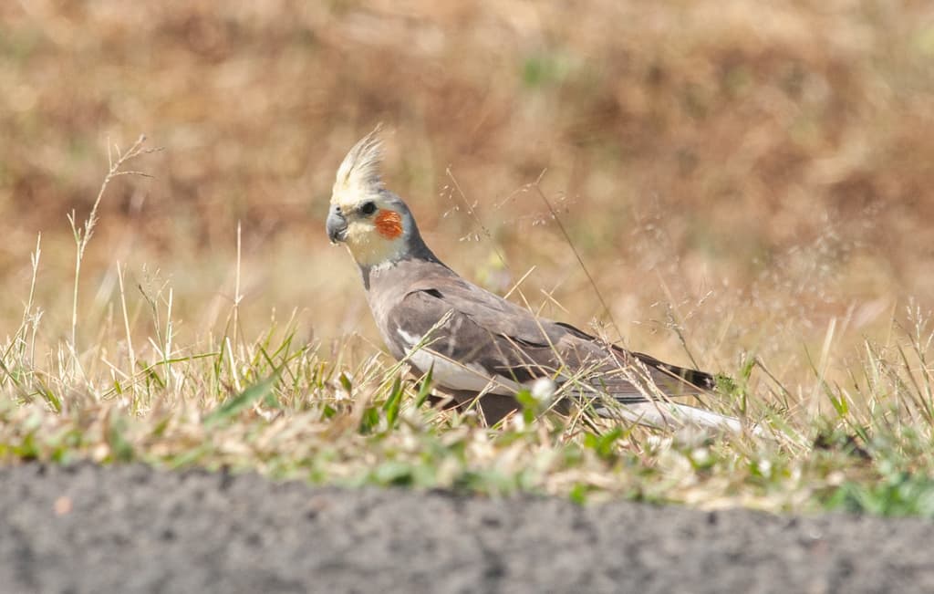 Cockatiel