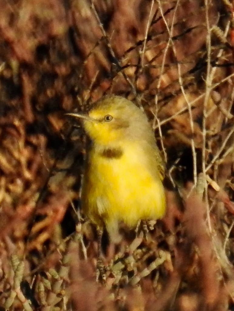 Yellow Chat