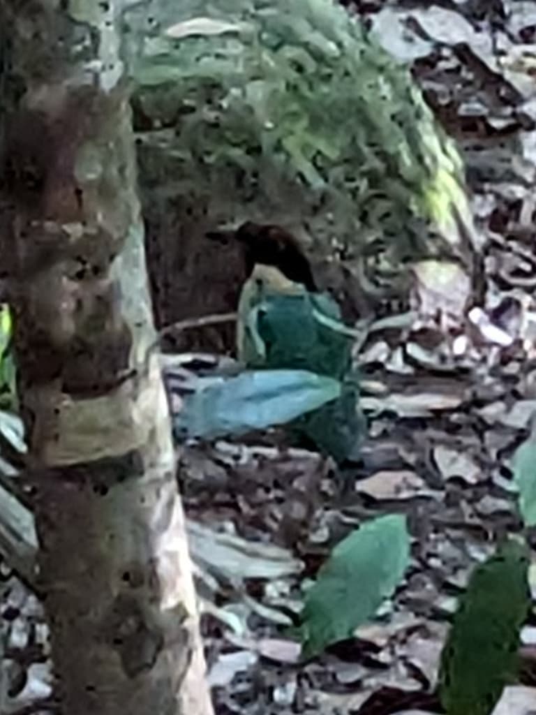 Noisy Pitta