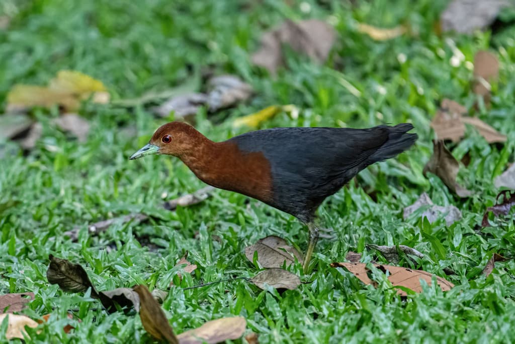 Red-necked Crake