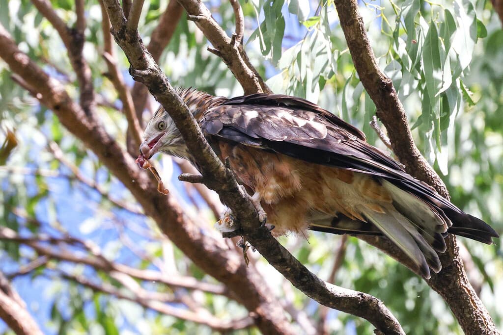 Square-tailed Kite