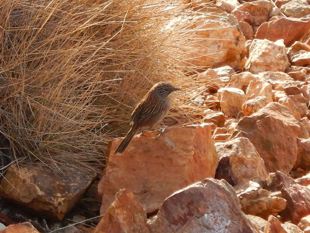 Short-tailed Grasswren