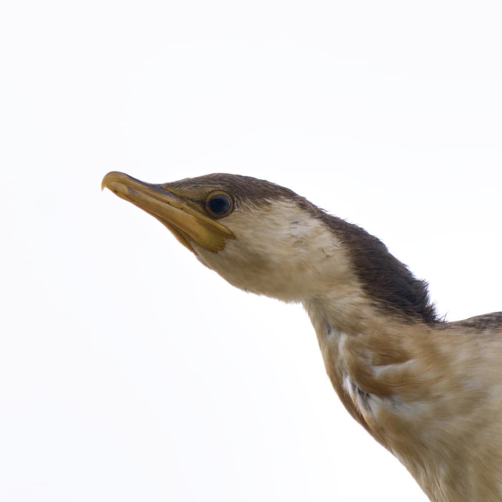 Little Pied Cormorant