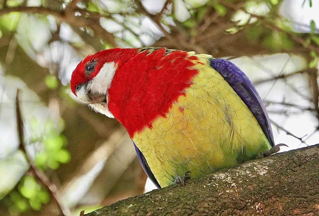 Eastern Rosella
