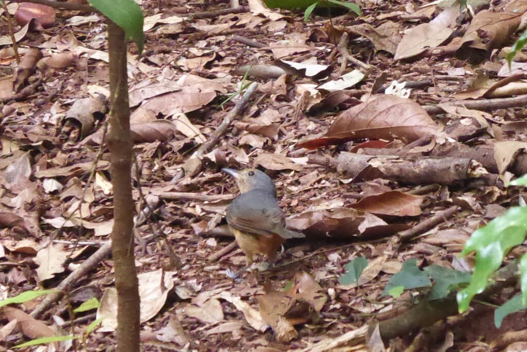 Bower's Shrikethrush