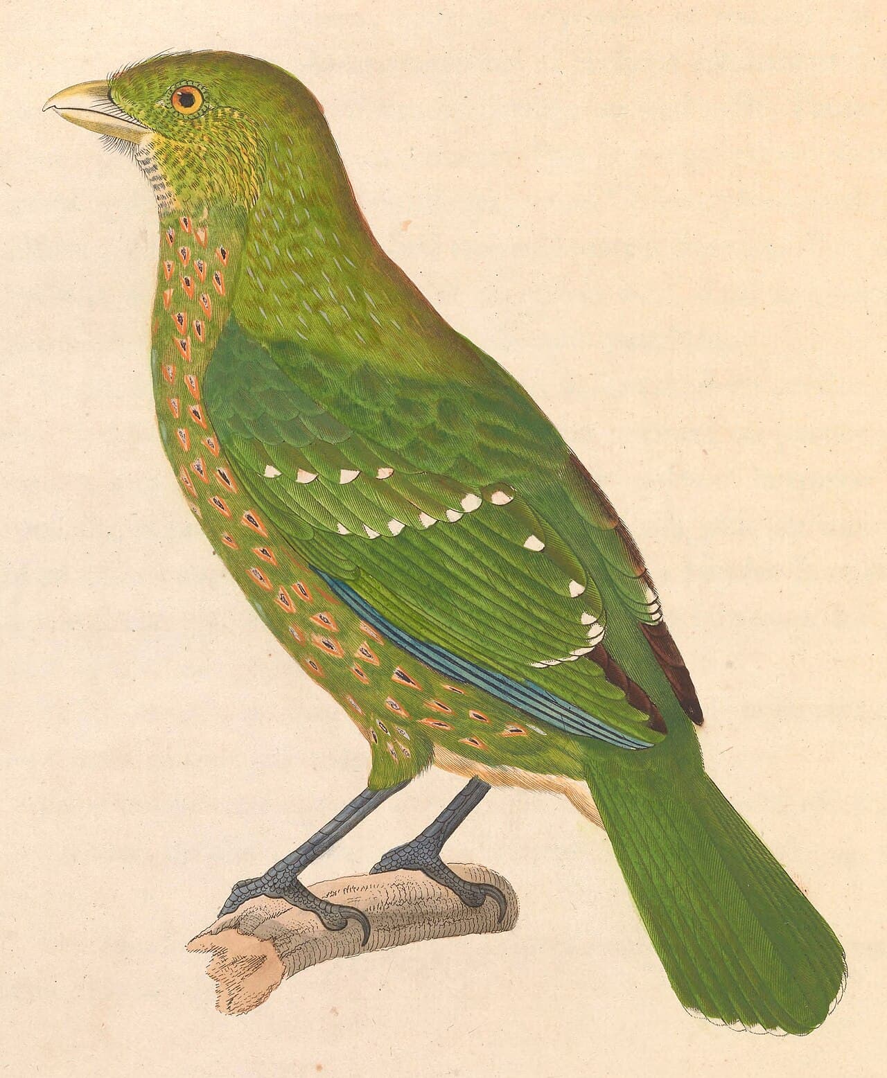 Green Catbird