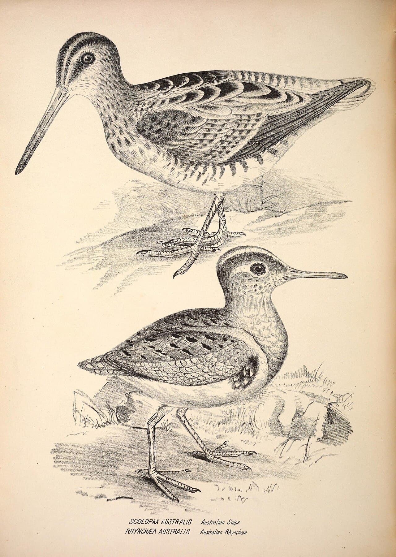Australian Painted-snipe