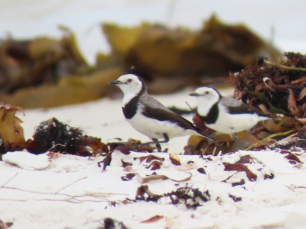 White-fronted Chat