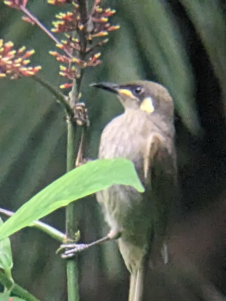 Yellow-spotted Honeyeater