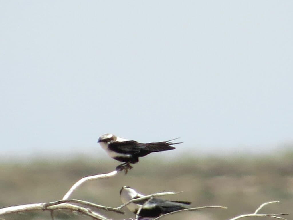 White-backed Swallow