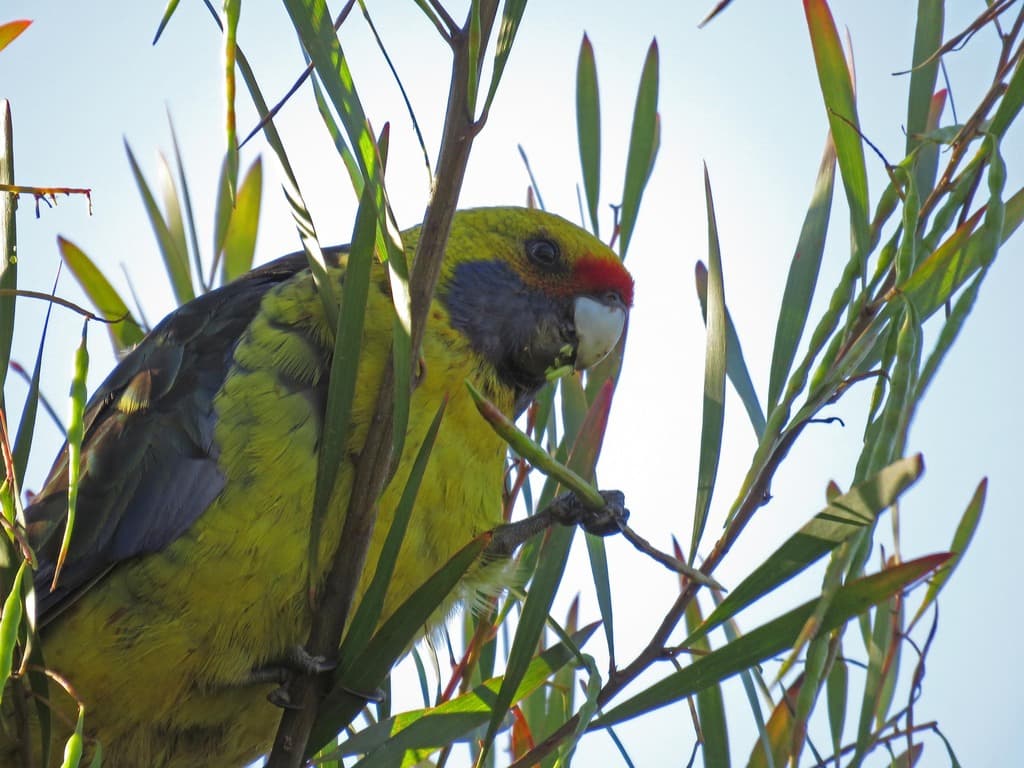 Green Rosella