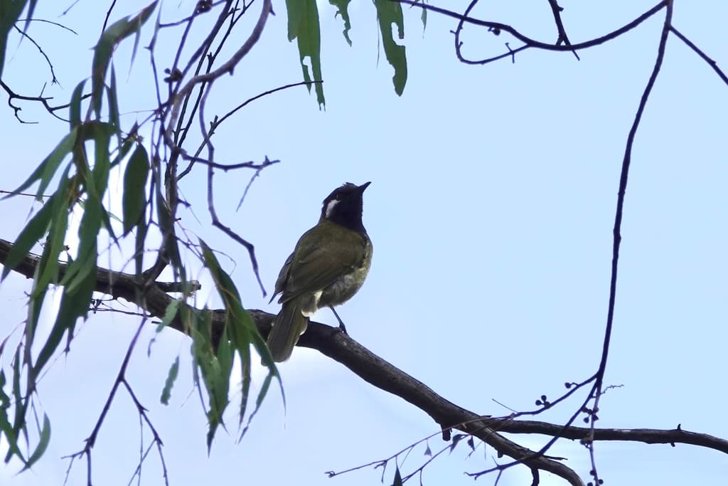 White-eared Honeyeater