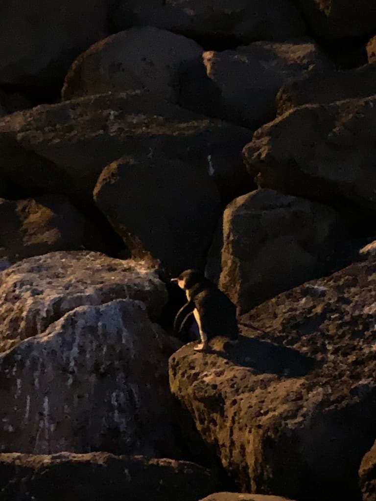 Little Penguin