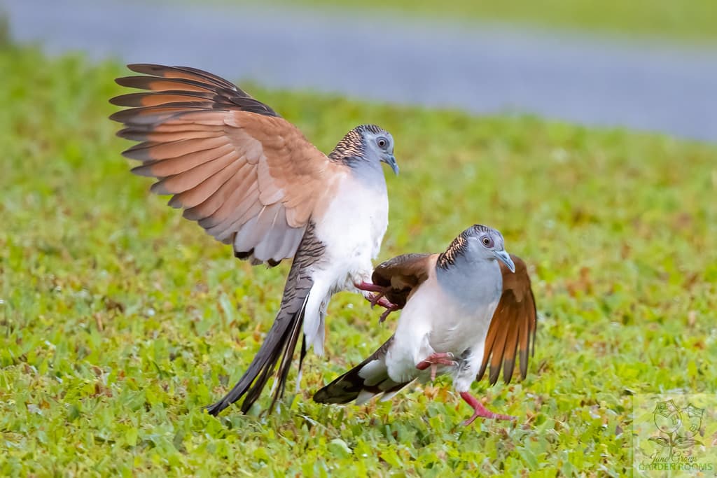 Bar-shouldered Dove