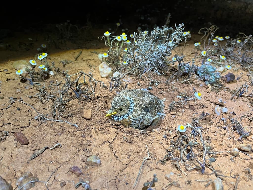 Plains-wanderer