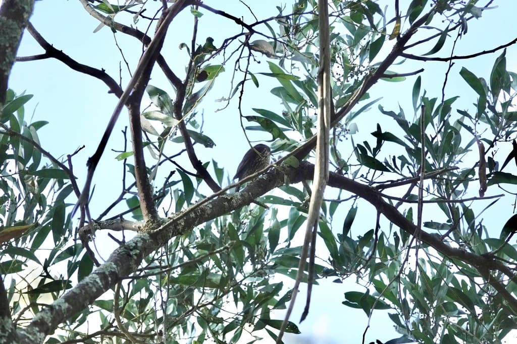 White-throated Treecreeper
