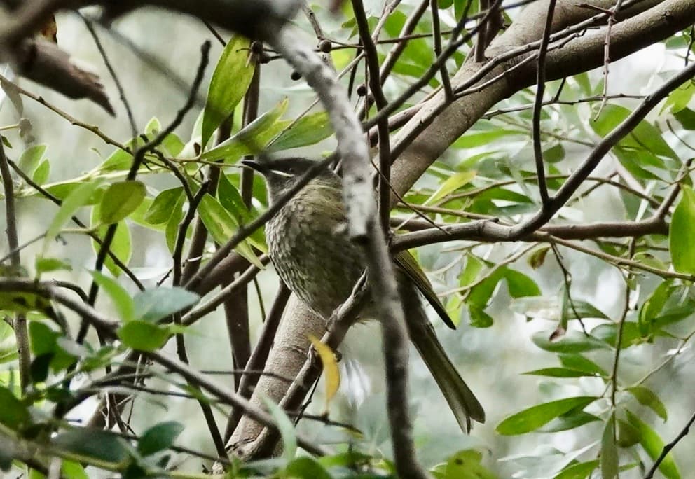 Lewin's Honeyeater