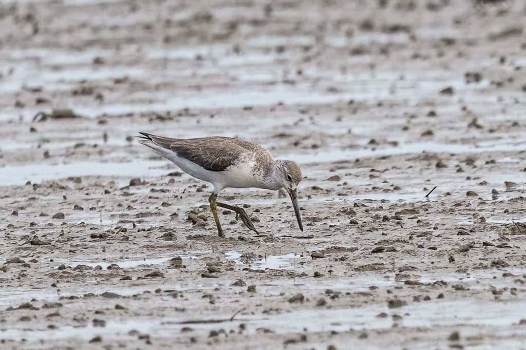 Nordmann's Greenshank