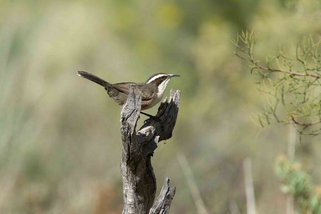 White-browed Babbler