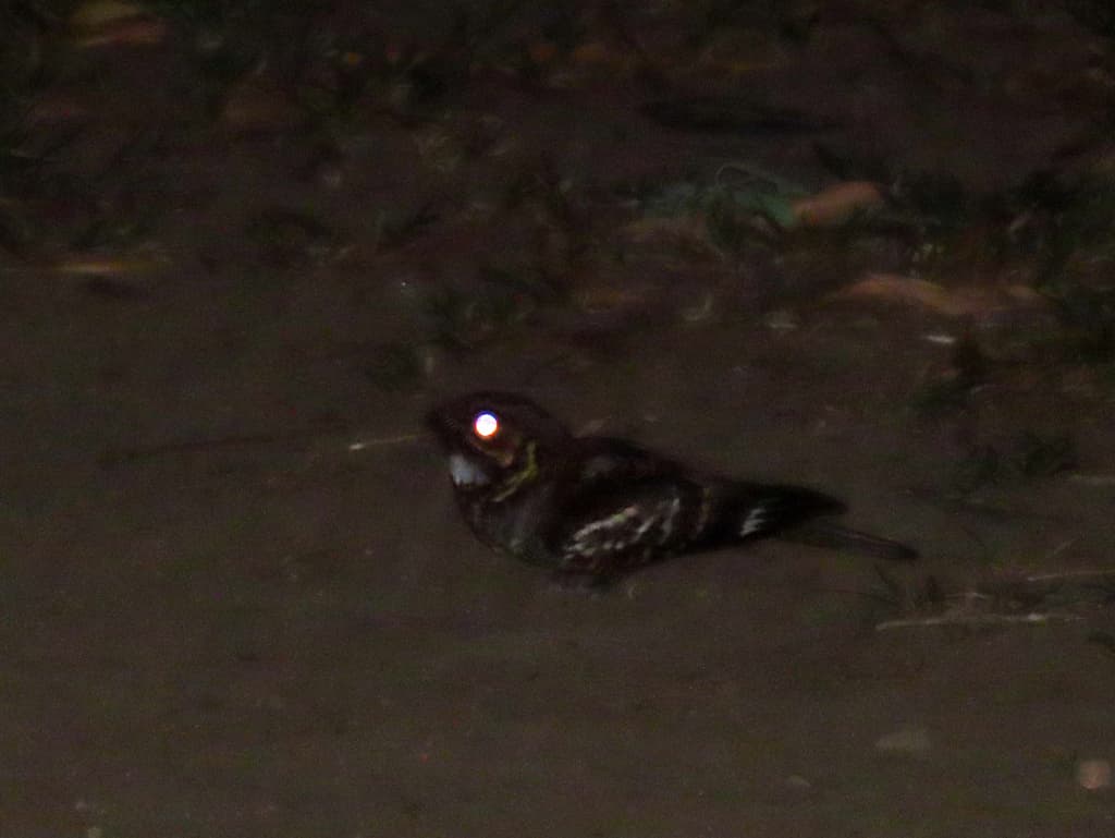Large-tailed Nightjar