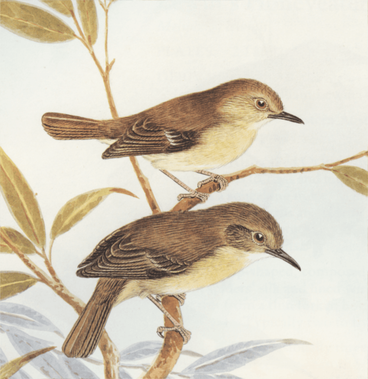 Large-billed Scrubwren