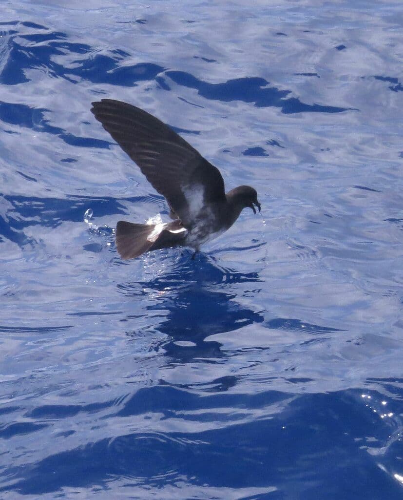 White-bellied Storm Petrel