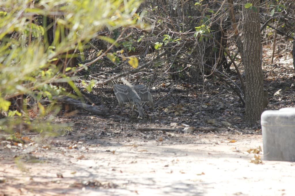 Great Bowerbird