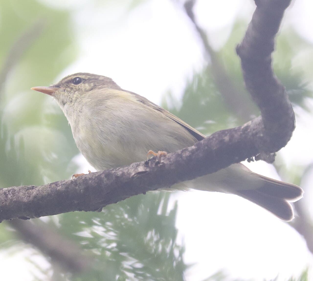Arctic Warbler